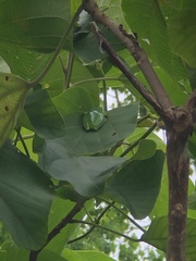 Hyla chinensis