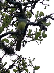 Myiarchus crinitus