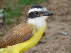 Pitangus sulphuratus