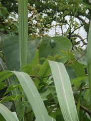Hyla chinensis