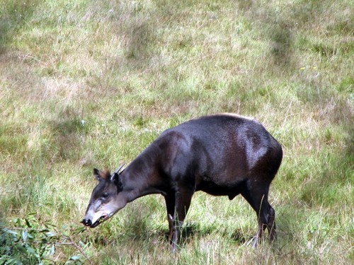 Light-backed Duiker