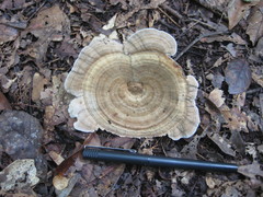 Microporellus dealbatus