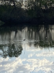 Podilymbus podiceps