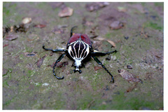 Goliathus goliatus