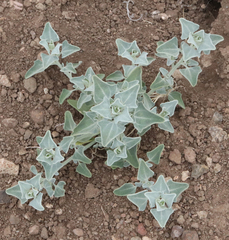 Chenopodium incanum