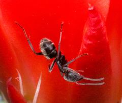 Liometopum apiculatum