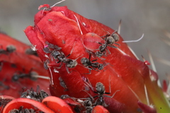 Liometopum apiculatum