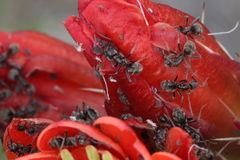 Liometopum apiculatum