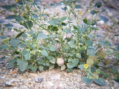 Physalis crassifolia
