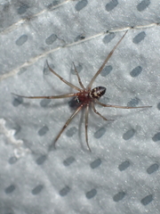 Steatoda grossa