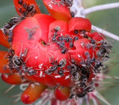 Liometopum apiculatum