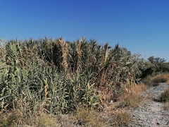 Arundo donax