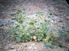 Physalis crassifolia