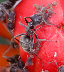 Liometopum apiculatum