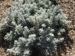 Artemisia pycnocephala