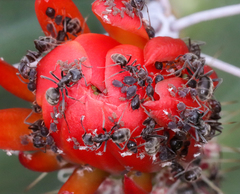 Liometopum apiculatum