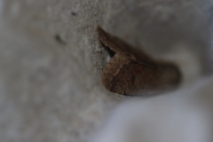 Orthosia pacifica