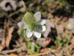 Hepatica