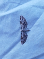 Eupithecia ravocostaliata