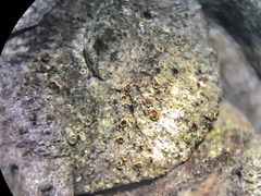 Lecanora minutella