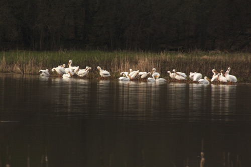 American White Pelican photographed in Illinois
