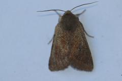 Orthosia pacifica
