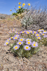 Erigeron poliospermus