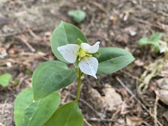 Pseudotrillium rivale