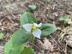 Pseudotrillium rivale