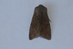 Orthosia pacifica