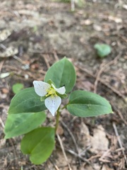 Pseudotrillium rivale