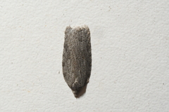 Acleris maximana