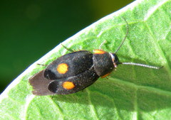 Euthyrrhapha pacifica