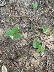 Pseudotrillium rivale
