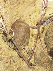 Actinemys marmorata pallida