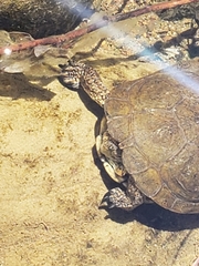 Actinemys marmorata pallida