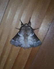 Macromphalia hypoleuca