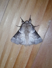 Macromphalia hypoleuca