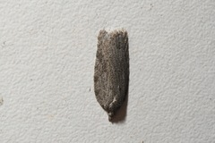 Acleris maximana