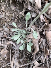 Packera antennariifolia