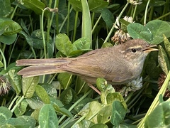 Phylloscopus armandii