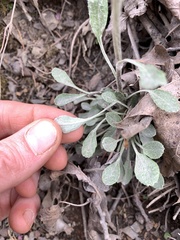 Packera antennariifolia