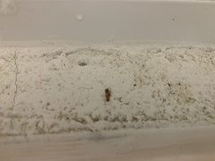 Pediculus humanus capitis