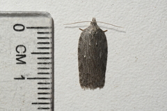 Acleris maximana