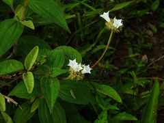 Jacquemontia guianensis