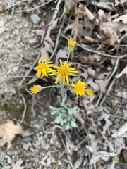 Packera antennariifolia