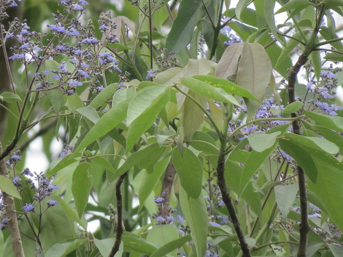 Image of Vitex gaumeri by (c) Francisco Emilio Roldán Velasco, some rights reserved (CC BY)