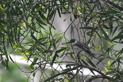 Pericrocotus tegimae