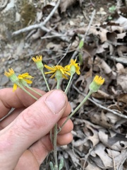 Packera antennariifolia