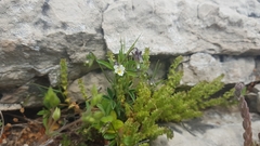 Viola kitaibeliana